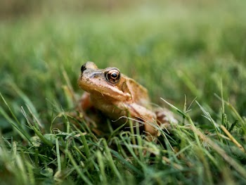 Selective Focus Photography of Brown Frog on Grass