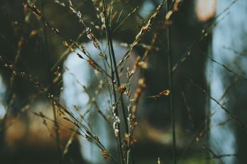 selective focus photography of brown grass