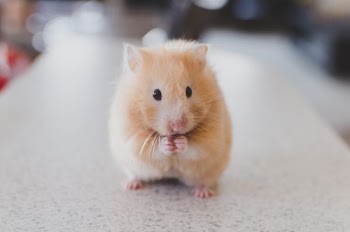 selective focus photography of brown hamster