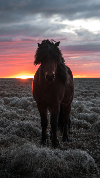 Selective Focus Photography of Brown Horse
