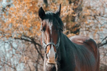 Selective Focus Photography of Brown Horse