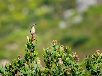 Selective Focus Photography Of Brown Humming Bird 