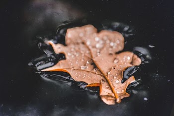 selective focus photography of brown leaf