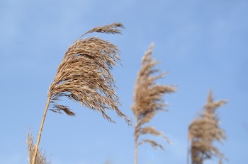 Selective Focus Photography of Brown Leaf Plant
