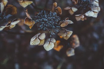 selective focus photography of brown leafed plant