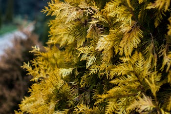 Selective Focus Photography of Brown Leaves