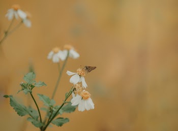 Selective-focus Photography of Brown Moth Perches on White Petaled Flower
