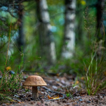 Selective Focus Photography of Brown Mushroom