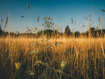 Selective Focus Photography of Brown Plants