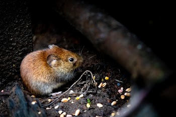 Selective Focus Photography of Brown Rodent