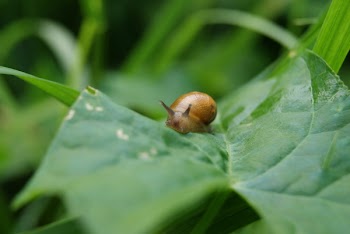 Selective Focus Photography of Brown Snail on Plant Leaf