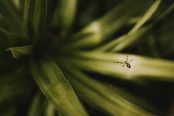 Selective Focus Photography of Brown Spider