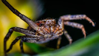 Selective Focus Photography of Brown Spider