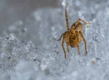 Selective Focus Photography of Brown Spider