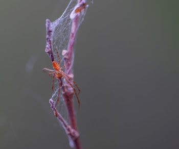 Selective Focus Photography of Brown Spider Perched on Brown Plant Stem