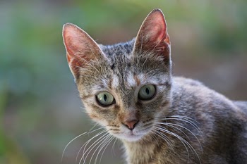Selective Focus Photography of Brown Tabby Cat