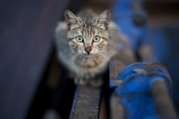 Selective Focus Photography of Brown Tabby Cat