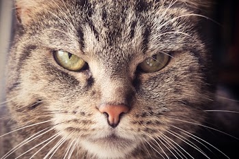 Selective Focus Photography of Brown Tabby Cat