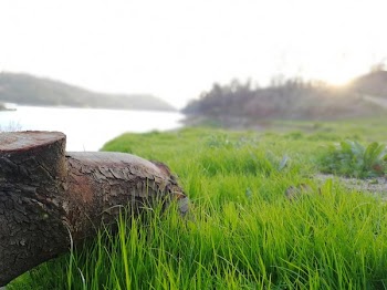 Selective Focus Photography of Brown Tree Trunk Near Green Grass Field