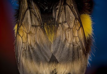 selective focus photography of bumble bee
