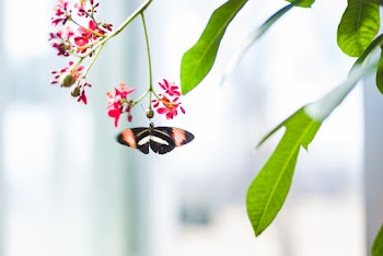 Selective Focus Photography of Butterfly
