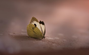 Selective Focus Photography of Butterfly on Brown Surface