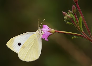 Selective Focus Photography of Cabbage White Butterfly Perching on Pink Petaled Flower
