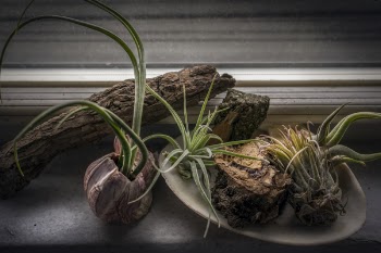 Selective Focus Photography of Cacti on Pot