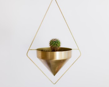 Selective Focus Photography of Cactus Plant