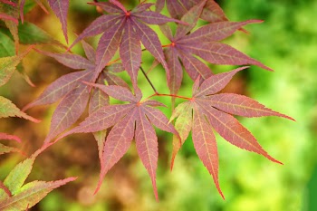 Selective Focus Photography of Cannabis Plant