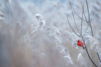 selective focus photography of cardinal bird on tree branch