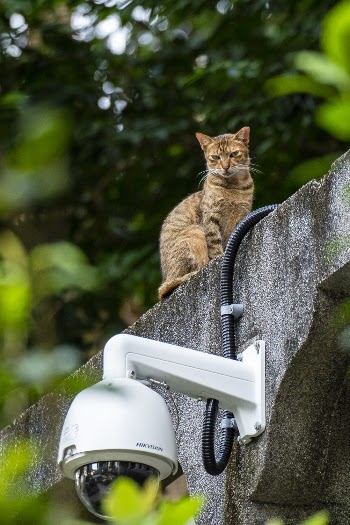 Selective Focus Photography of Cat Above White Security Camera
