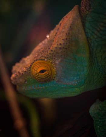 Selective Focus Photography of Chameleon