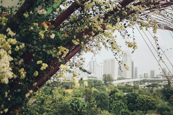 Selective Focus Photography of Cherry Blossom Trees