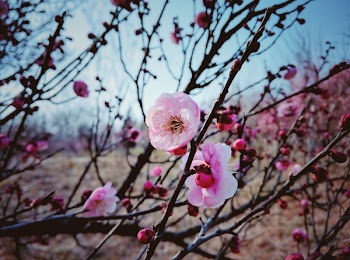Selective Focus Photography of Cherry Blossoms Tree