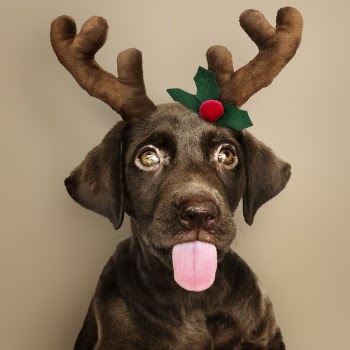 Selective Focus Photography of Chocolate Labrador Retriever Puppy
