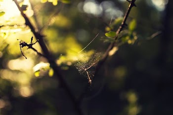 selective focus photography of cobweb on tree branch