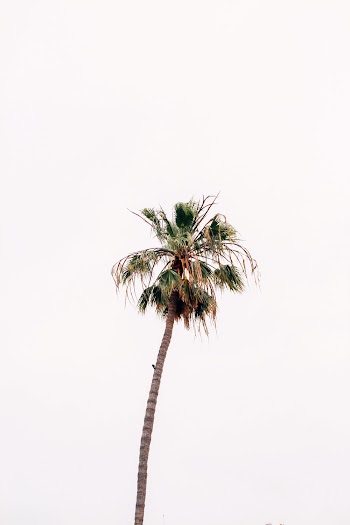 Selective Focus Photography of Coconut Palm