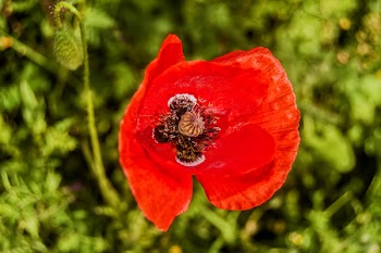 Selective Focus Photography of Common Poppy