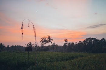 Selective Focus Photography Of Cropland