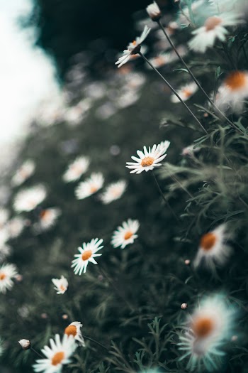 Selective Focus Photography of Daisy Flowers