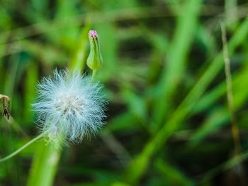 Selective Focus Photography of Dandelion