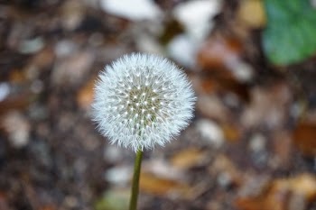 Selective Focus Photography of Dandelion