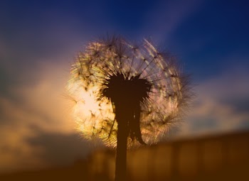 Selective Focus Photography of Dandelion