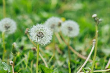 Selective Focus Photography of Dandelion