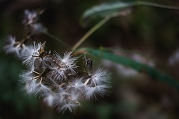 Selective Focus Photography of Dandelion