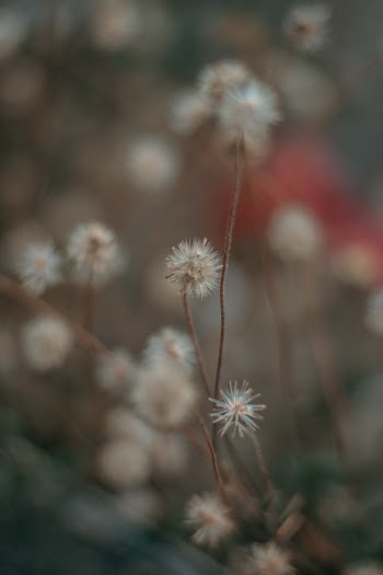 Selective Focus Photography of Dandelion Flowers