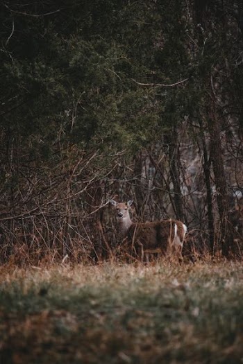 selective focus photography of deer