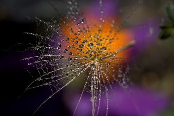 Selective Focus Photography of Dew Drops on Plant