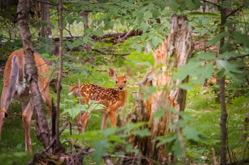 Selective Focus Photography of Does